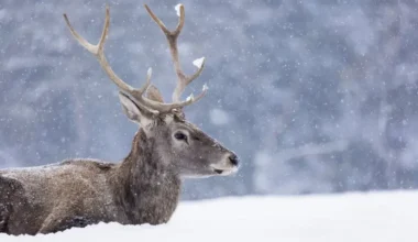 Somijas ziemeļos pieaug vilku populācija: Masveidā krīt ziemeļbrieži, audzētāji norāda uz Krievijas robežu