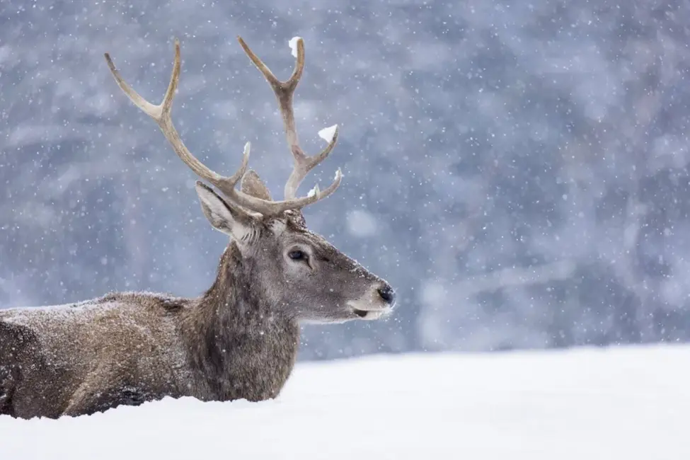 Somijas ziemeļos pieaug vilku populācija: Masveidā krīt ziemeļbrieži, audzētāji norāda uz Krievijas robežu