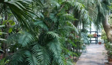 Ziemas atpūta tropiskā stilā: Atjaunotā LU Palmu māja atver durvis 22. decembrī