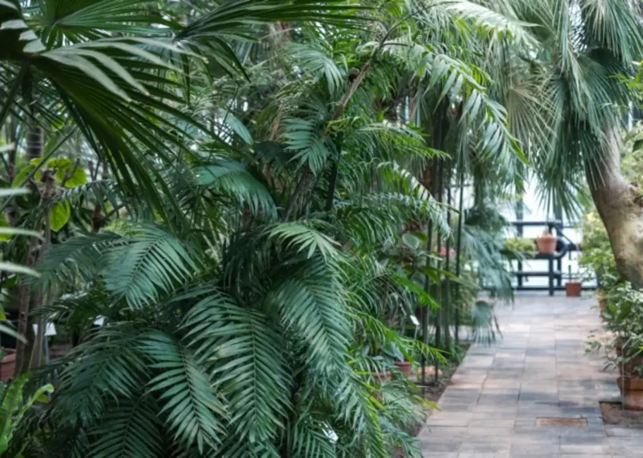 Ziemas atpūta tropiskā stilā: Atjaunotā LU Palmu māja atver durvis 22. decembrī