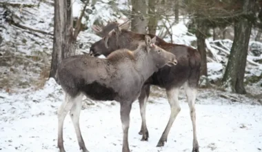 Zviedrijā samazinās aļņu populācija: vai nacionālais simbols nonāks uz izzušanas sliekšņa?