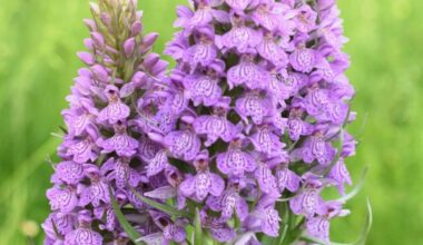 Latvijā šis bijis labs orhideju gads – tā nebija ziedējis vismaz 15 gadus! — Santa