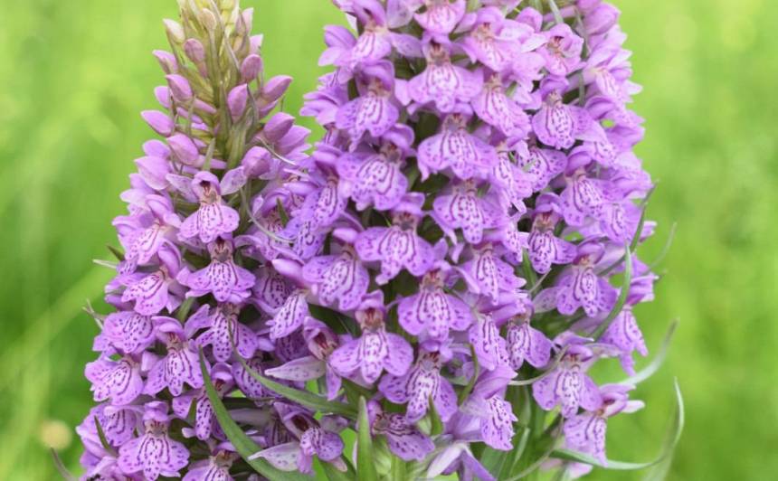 Latvijā šis bijis labs orhideju gads – tā nebija ziedējis vismaz 15 gadus! — Santa