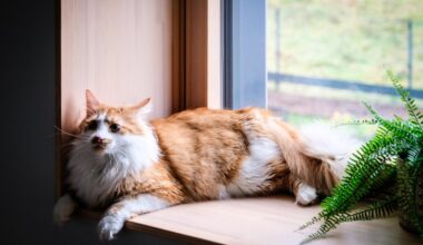 Svētdien pat varam sagaidīt sauli - Delfi