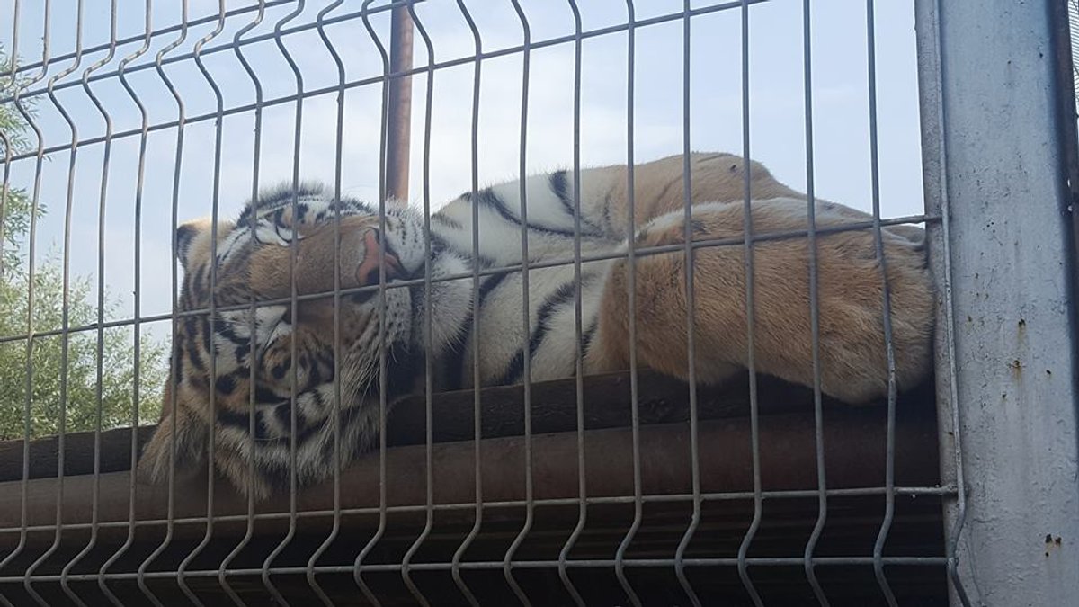 Par cietsirdīgu izturēšanos pret dzīvniekiem sodīts Klaipēdas zooloģiskais dārzs