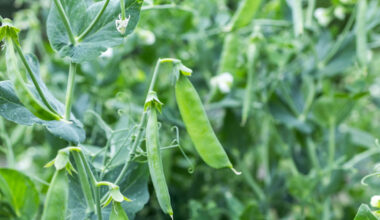 Būtiska Latvijas eksporta prece – kaltēti zirņi / Diena