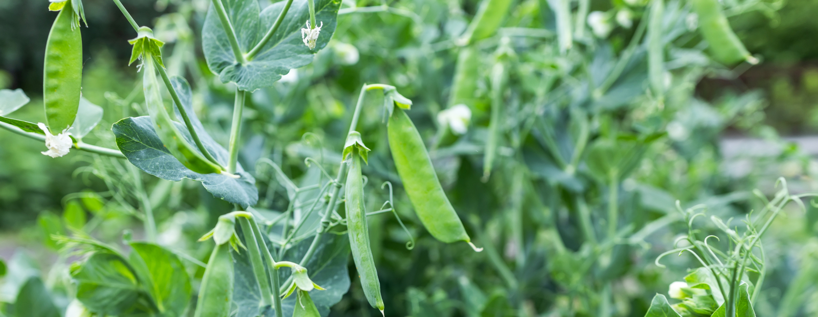 Būtiska Latvijas eksporta prece – kaltēti zirņi / Diena