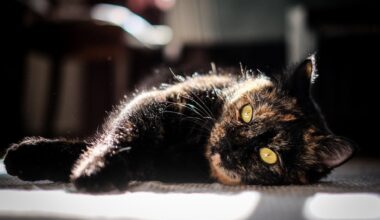 Pirmdiena būs mākoņaina, brīžiem uzlīs - Delfi