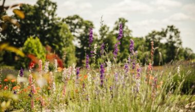 pirmā lielā sinoptiķu prognoze 2026. gada jūnijam, jūlijam un augustam