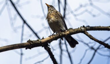 Putns koka zarā. Attēls ilustratīvs
