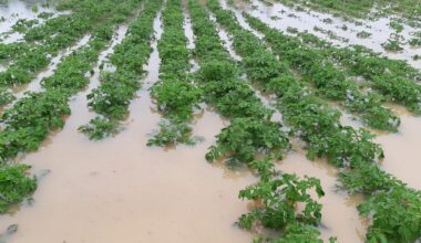 Zemkopības ministrija un lauksaimnieki vienojušies par ārkārtas atbalsta izmaksas pamatprincipiem / Raksts