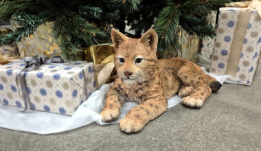 Ziemassvētku nedēļā Jēkabpils pusē gan koncerti, gan sportiskas aktivitātes svētku gaisotnē / Jēkabpils Laiks: Jēkabpils ziņas