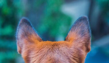 Ugunsdzēsēji Salas pagastā izglābj uz saliņas iesprostotu suni / Jēkabpils Laiks: Jēkabpils ziņas