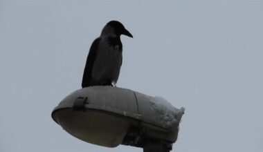 Sestdiena būs apmākusies, vietām snigs / Raksts