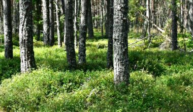 Lauksaimniecības un meža nozares pētījumiem atvēlēti 6 miljoni eiro / Raksts