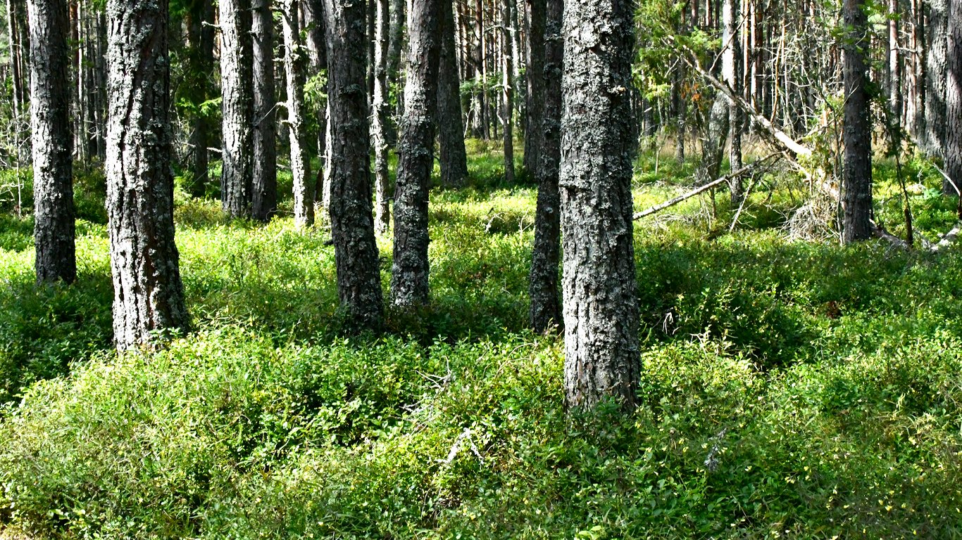 Lauksaimniecības un meža nozares pētījumiem atvēlēti 6 miljoni eiro / Raksts