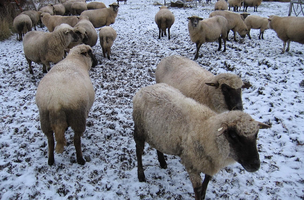Ciemos Purvinsku ģimenes saimniecībā.