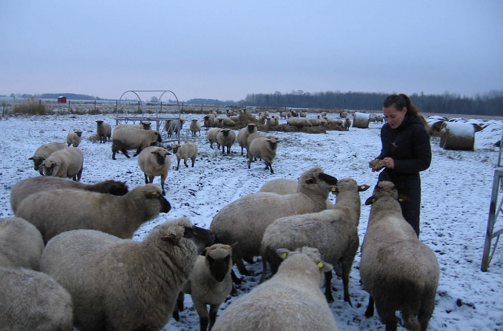 Ciemos Purvinsku ģimenes saimniecībā.
