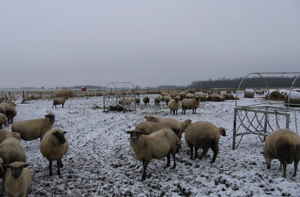 Ciemos Purvinsku ģimenes saimniecībā.