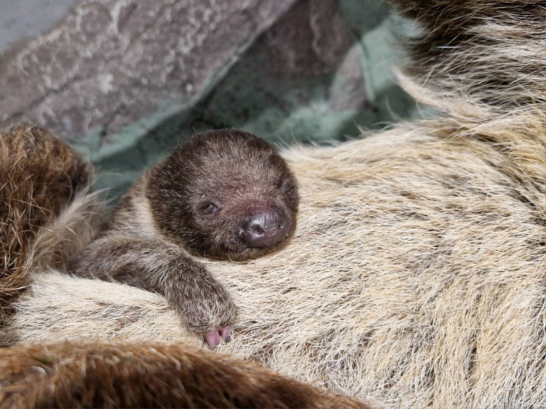 Rīgas Nacionālajā zooloģiskajā dārzā piedzimis sliņķu mazulis