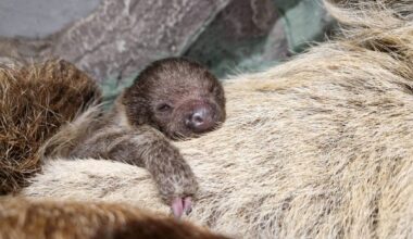 Rīgas zoo pirmo reizi piedzimis sliņķītis / Raksts