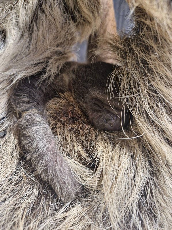 Rīgas Nacionālajā zooloģiskajā dārzā piedzimis sliņķu mazulis