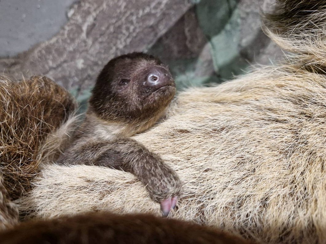 Rīgas Nacionālajā zooloģiskajā dārzā piedzimis sliņķu mazulis