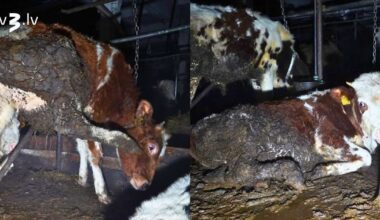 Lietuvā aktīvisti uziet “šausmu fermu” un fiksē vairākus prātam neaptveramus pārkāpumus