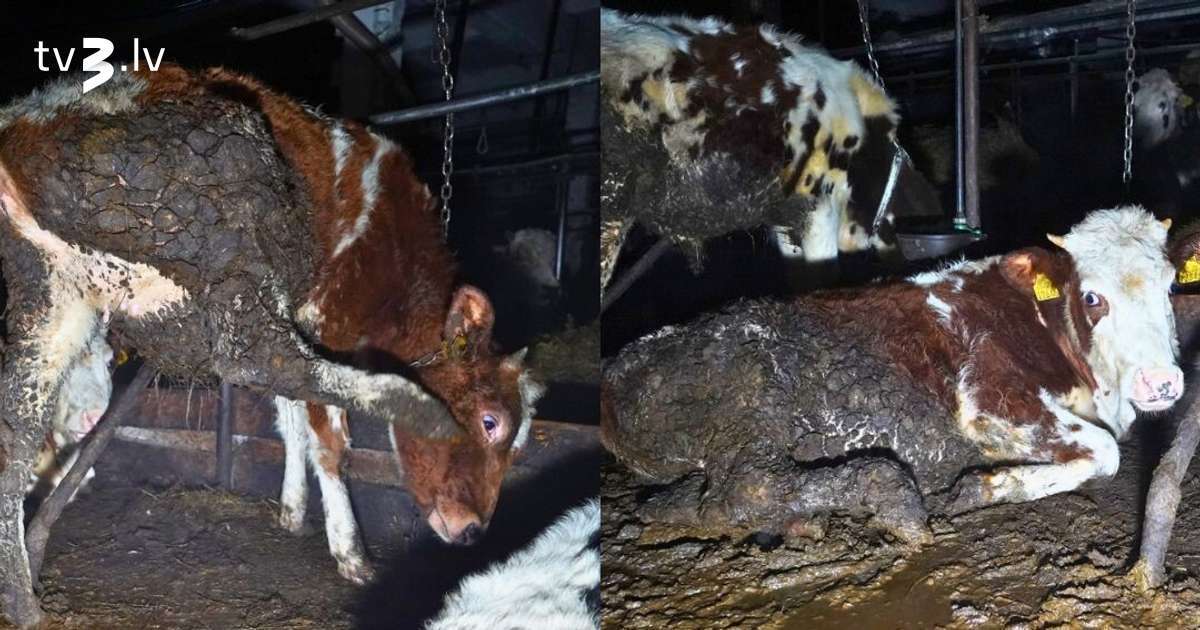 Lietuvā aktīvisti uziet “šausmu fermu” un fiksē vairākus prātam neaptveramus pārkāpumus