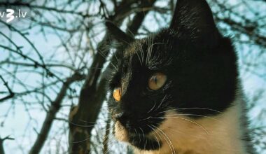 Lauvām aizliegtas naudas operācijas, Ūdensvīri var noslēgt karjeras posmu – 12. decembra horoskops