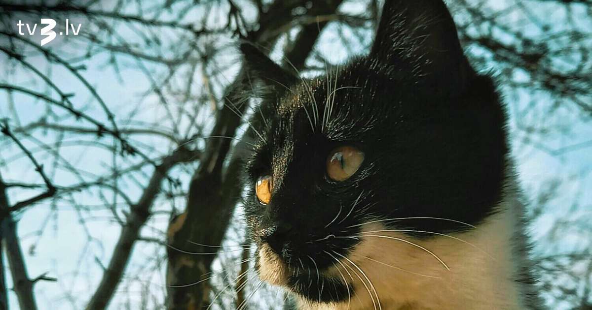 Lauvām aizliegtas naudas operācijas, Ūdensvīri var noslēgt karjeras posmu – 12. decembra horoskops