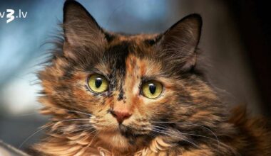 Vēžiem iespējamas ķibeles ar īpašumu, Zivis var sapīties meistarībā – 7. decembra horoskops - tv3.lv