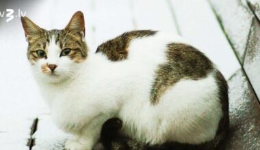 Auniem var kavēties naudas pārskaitījumi, Dvīņiem darba attiecībās labāk nedižoties – 4. decembra horoskops