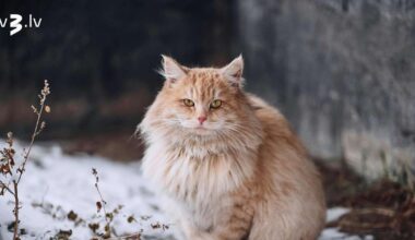 Skorpioniem jāatsakās no randiņiem, Mežāžiem jābūt saprātīgiem – 8. decembra horoskops - tv3.lv