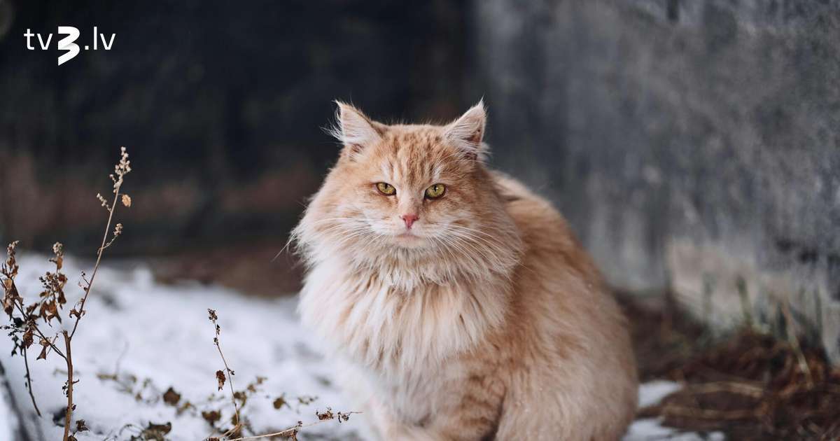 Skorpioniem jāatsakās no randiņiem, Mežāžiem jābūt saprātīgiem – 8. decembra horoskops - tv3.lv