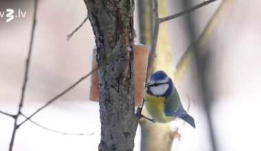 Otrajos Ziemassvētkos gaisa temperatūra būs plusos; brīžiem uzspīdēs saule