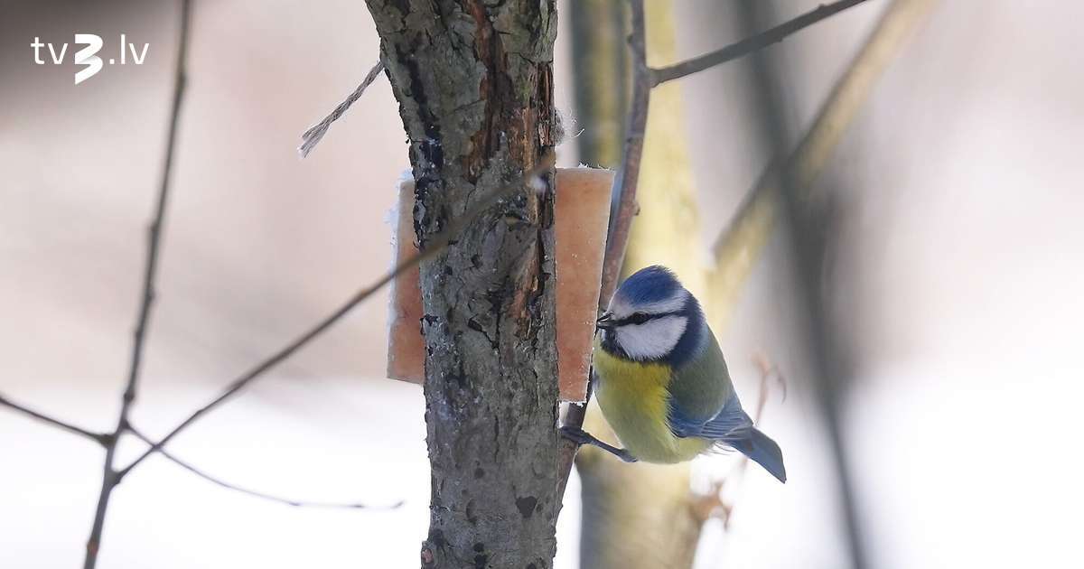 Otrajos Ziemassvētkos gaisa temperatūra būs plusos; brīžiem uzspīdēs saule