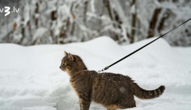 Vēžiem jākoncentrējas uz personīgajām interesēm, Strēlniekiem jānovērtē labestība – 1. decembra horoskops