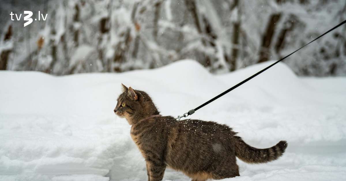 Vēžiem jākoncentrējas uz personīgajām interesēm, Strēlniekiem jānovērtē labestība – 1. decembra horoskops