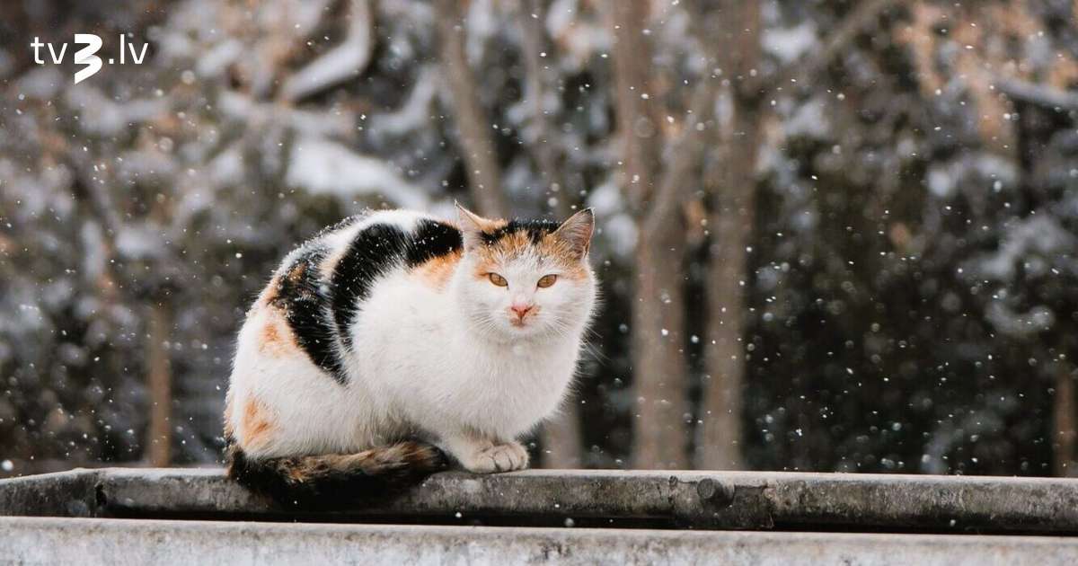 Vēži būs revolucionārā noskaņojumā, Lauvām īstais brīdis riskēt – 3. decembra horoskops