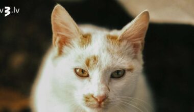 Vēršiem ideāla diena fiksajām idejām, Vēžus bakstīs nemiera velniņš – 5. decembra horoskops