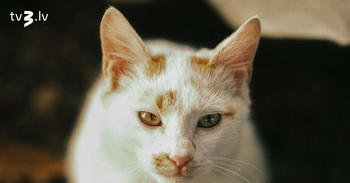 Vēršiem ideāla diena fiksajām idejām, Vēžus bakstīs nemiera velniņš – 5. decembra horoskops