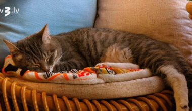 Dvīņiem būs jāuzņemas visa atbildība, Zivīm jāvingrinās šķēršļu pārvarēšanā – 6. decembra horoskops