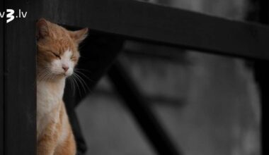 Piektdiena būs apmākusies un decembrim silta