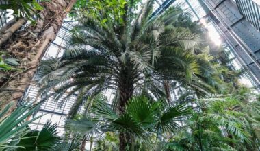 LU Botāniskā dārza Palmu māja atkal atvērta apmeklētājiem