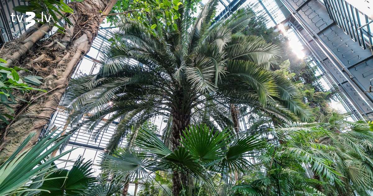 LU Botāniskā dārza Palmu māja atkal atvērta apmeklētājiem