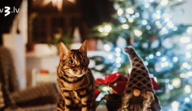 Auniem jāatbrīvojas no vecajām enerģijām, Lauvām jādomā par sevi – 31. decembra horoskops