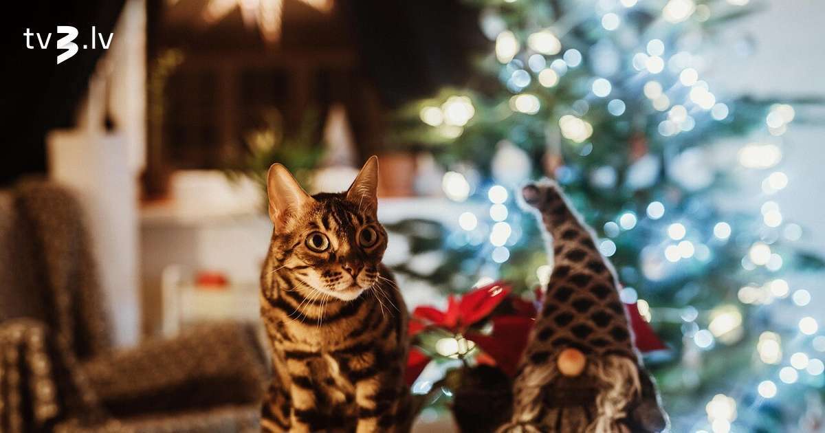 Auniem jāatbrīvojas no vecajām enerģijām, Lauvām jādomā par sevi – 31. decembra horoskops