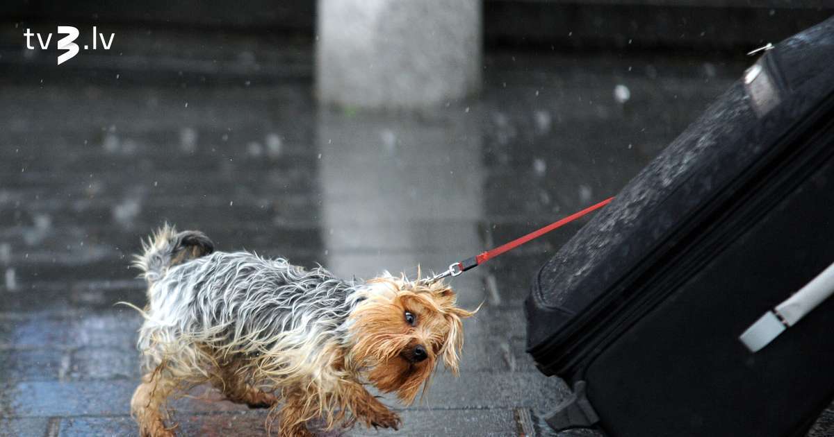 Otrā advente būs lietaina, un gaidāms arī slapjš sniegs - tv3.lv