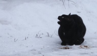 Svētdien turpinās snigt, visstiprāk – Kurzemē